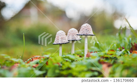 Three shaggy ink cap mushrooms growing in green grass 136170660