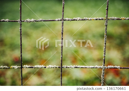 Close-up of old rusty wire mesh covered with lichen and moss 136170661