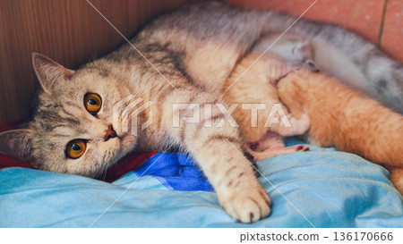Mother cat breastfeeding her kittens lying on a blanket 136170666