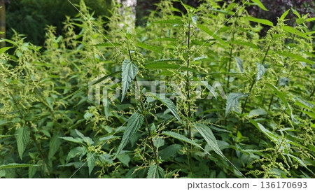 Green nettle plants growing densely in a natural forest clearing with fresh leaves and soft daylight. Concept of wild nature medicinal herb and untouched ecosystem growth 136170693