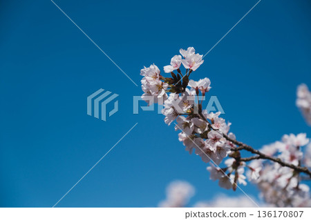 【三井寺】櫻花盛開的美景 【三井寺】櫻花盛開的美景 136170807