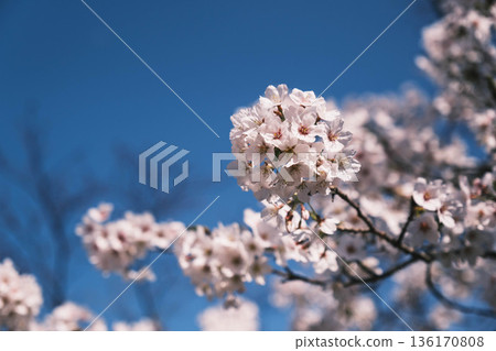 [Mii-dera Temple] Beautiful scenery of cherry blossoms in full bloom 136170808