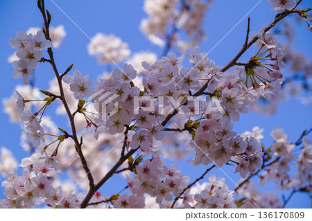 [Mii-dera Temple] Beautiful scenery of cherry blossoms in full bloom 136170809
