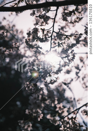 [Mii-dera Temple] Beautiful scenery of cherry blossoms in full bloom 136170810