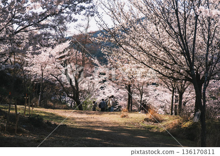 【三井寺】櫻花盛開的美景 【三井寺】櫻花盛開的美景 136170811