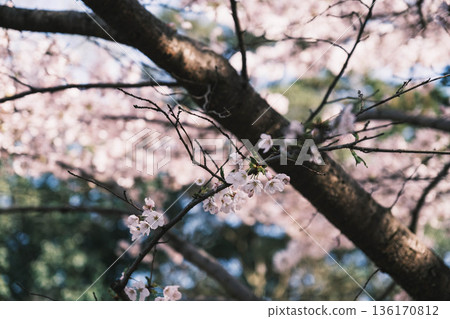 【三井寺】櫻花盛開的美景 【三井寺】櫻花盛開的美景 136170812