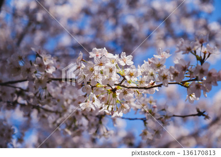 【三井寺】櫻花盛開的美景 【三井寺】櫻花盛開的美景 136170813