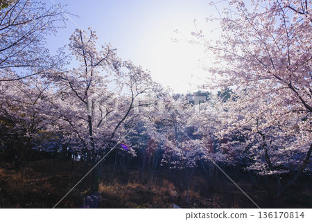 【三井寺】櫻花盛開的美景 【三井寺】櫻花盛開的美景 136170814