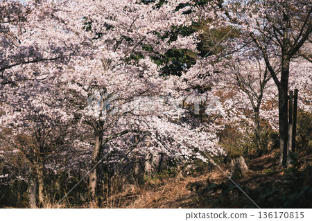 【三井寺】櫻花盛開的美景 【三井寺】櫻花盛開的美景 136170815