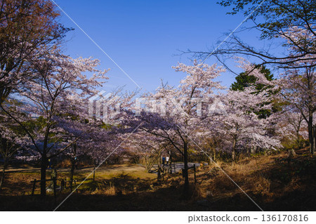 [Mii-dera Temple] Beautiful scenery of cherry blossoms in full bloom 136170816