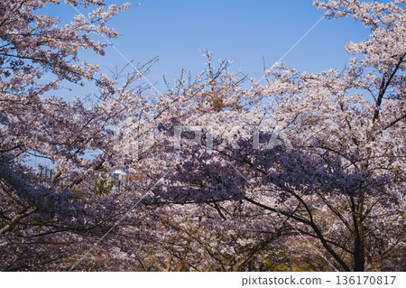 [Mii-dera Temple] Beautiful scenery of cherry blossoms in full bloom 136170817