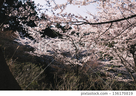 [Mii-dera Temple] Beautiful scenery of cherry blossoms in full bloom 136170819