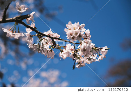 [Mii-dera Temple] Beautiful scenery of cherry blossoms in full bloom 136170820