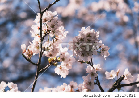 [Mii-dera Temple] Beautiful scenery of cherry blossoms in full bloom 136170821