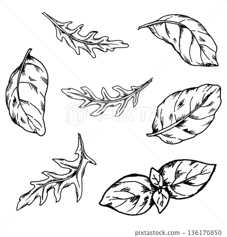 Black and white vector illustration of arugula and basil leaves. Hand drawn aromatic herbs in ink line art style for restaurant menus, food packaging, cooking concepts and cuisine related designs Black and white vector illustration of arugula and basil leaves. Hand drawn aromatic herbs in ink line art style for restaurant menus, food packaging, cooking concepts and cuisine related designs 136170850