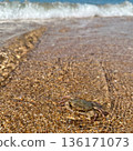 A crab walks on the sand near the sea water. A wave in the background 136171073