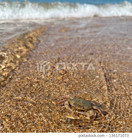 A crab walks on the sand near the sea water. A wave in the background 136171073