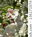 Blooming Apple tree with white flowers and pink buds. Spring flowers in garden 136171074