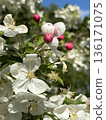 Blooming Apple tree with white flowers and pink buds. Spring flowers in garden 136171075