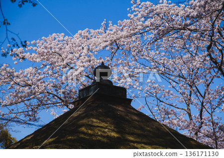 [Mii-dera Temple] Historical buildings and beautiful cherry blossoms 136171130