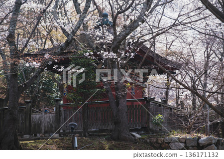 [Mii-dera Temple] Historical buildings and beautiful cherry blossoms 136171132