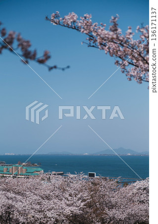 [Mii-dera Temple] A panoramic view of Nishi-Otsu townscape and Lake Biwa 136171137