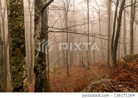 A foggy and rainy day at Su Uctu Waterfall Nature Park. A foggy and rainy day at Su Uctu Waterfall Nature Park. 136171164