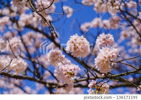 【三井寺】美麗的櫻花景色 【三井寺】美麗的櫻花景色 136171195