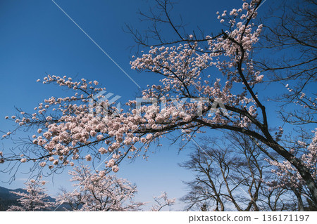 【三井寺】美麗的櫻花景色 136171197