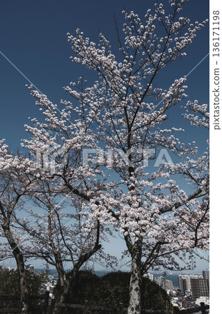 【三井寺】美麗的櫻花景色 136171198