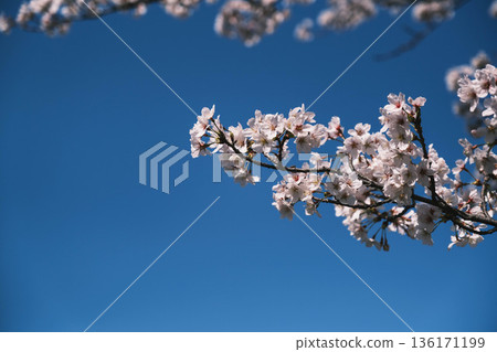 【三井寺】美麗的櫻花景色 136171199