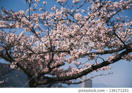 [Mii-dera Temple] Beautiful cherry blossom scenery 136171201