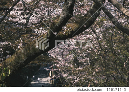 【三井寺】櫻花盛開的美景 【三井寺】櫻花盛開的美景 136171243