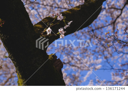 [Mii-dera Temple] Beautiful scenery of cherry blossoms in full bloom 136171244