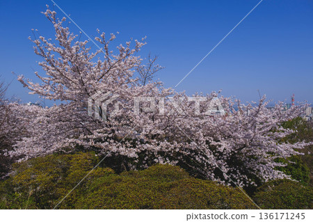 [Mii-dera Temple] Beautiful scenery of cherry blossoms in full bloom 136171245