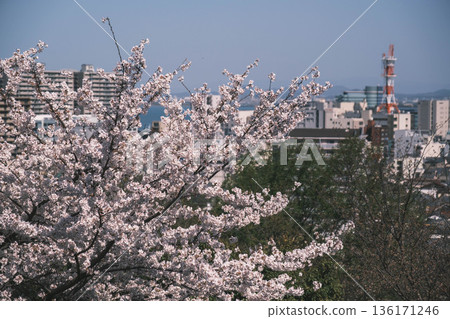 [Mii-dera Temple] Beautiful scenery of cherry blossoms in full bloom 136171246