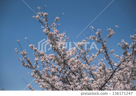 [Mii-dera Temple] Beautiful scenery of cherry blossoms in full bloom 136171247