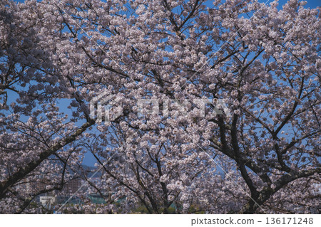 [Mii-dera Temple] Beautiful scenery of cherry blossoms in full bloom 136171248