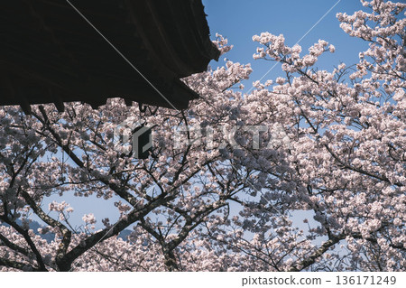 [Mii-dera Temple] Beautiful scenery of cherry blossoms in full bloom 136171249