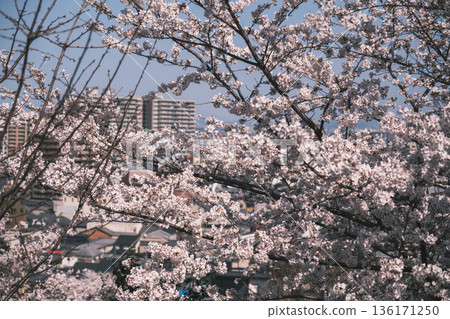 [Mii-dera Temple] Beautiful scenery of cherry blossoms in full bloom 136171250