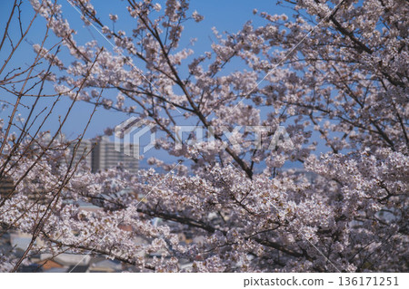 [Mii-dera Temple] Beautiful scenery of cherry blossoms in full bloom 136171251