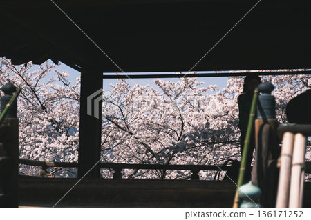 [Mii-dera Temple] Beautiful scenery of cherry blossoms in full bloom 136171252