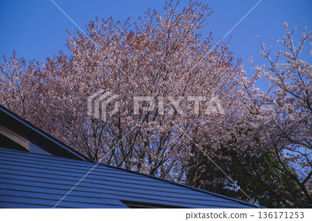[Mii-dera Temple] Beautiful scenery of cherry blossoms in full bloom 136171253