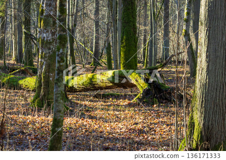 Old deadwood log overgrown with bright green moss 136171333