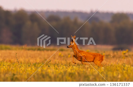 Roe Deer(Capreolus capreolus) male looking forward 136171337
