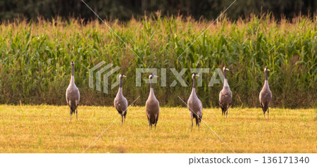 Cranes(Grus grus) in summertime sunset light 136171340