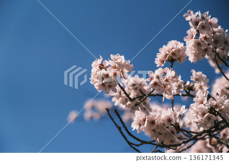 【三井寺】美麗的櫻花景色 136171345