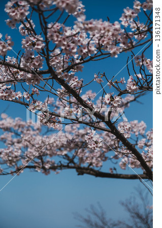 【三井寺】美麗的櫻花景色 136171348