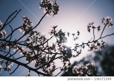 [Mii-dera Temple] Beautiful cherry blossom scenery 136171349