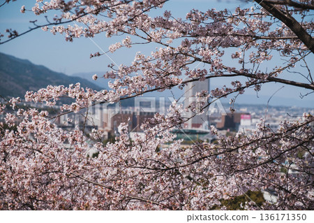 [Mii-dera Temple] Beautiful cherry blossom scenery 136171350